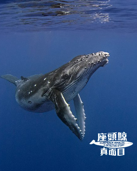 座头鲸真面目