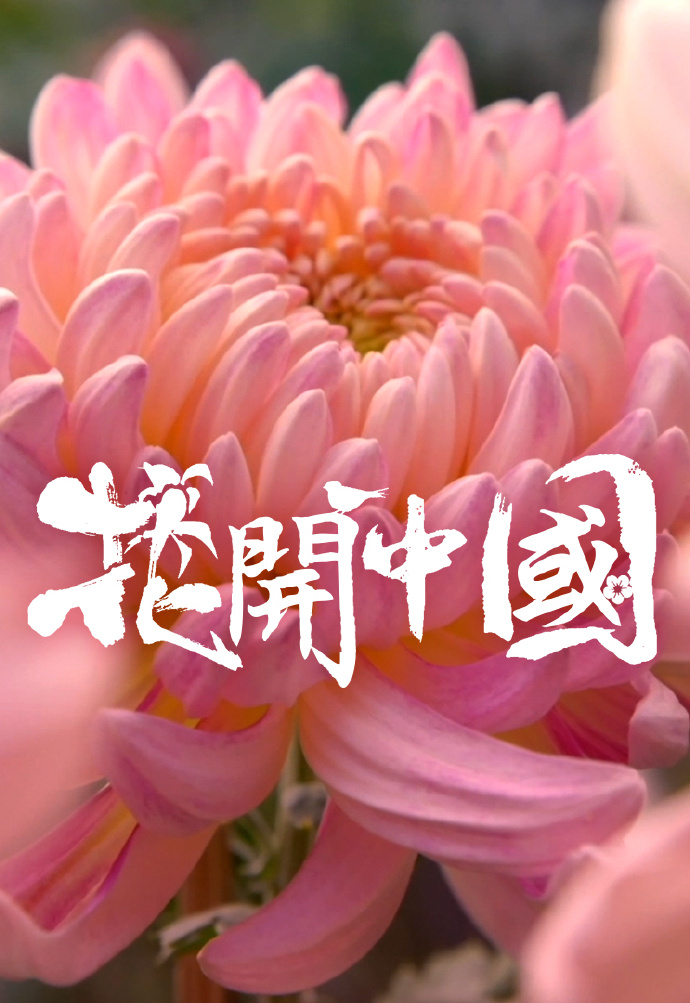 花开中国