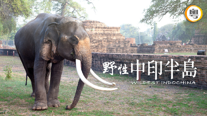 野性中印半岛