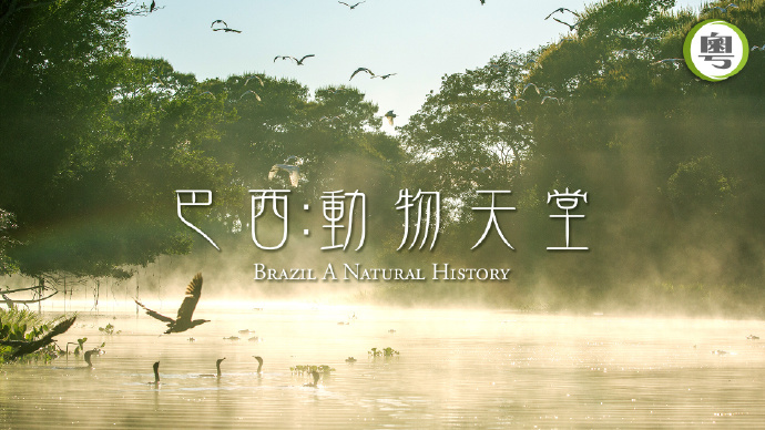 巴西︰动物天堂
