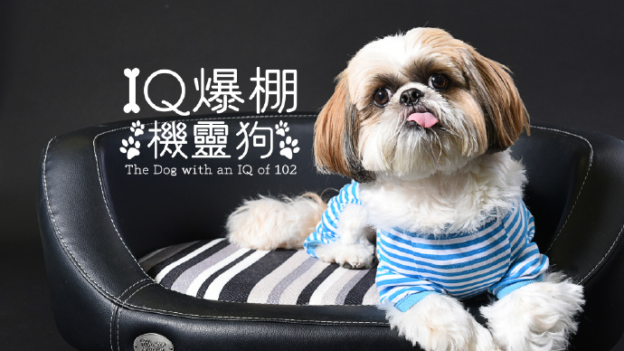 IQ爆棚机灵狗